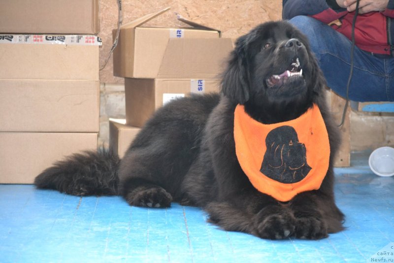 Фото: ньюфаундленд Акме оф Перфекцион (Acme of Perfection)