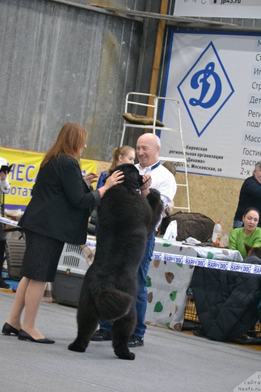 Фото: ньюфаундленд Акме оф Перфекцион (Acme of Perfection)