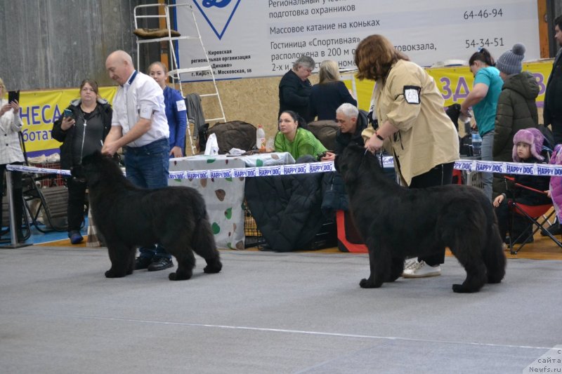 Фото: ньюфаундленд Акме оф Перфекцион (Acme of Perfection)