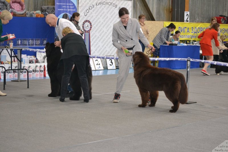 Фото: ньюфаундленд Акме оф Перфекцион (Acme of Perfection)