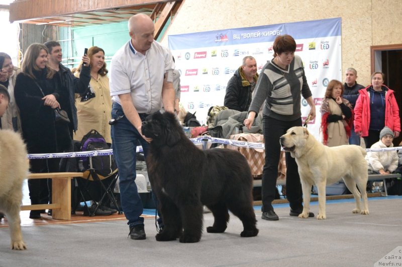 Фото: ньюфаундленд Акме оф Перфекцион (Acme of Perfection)