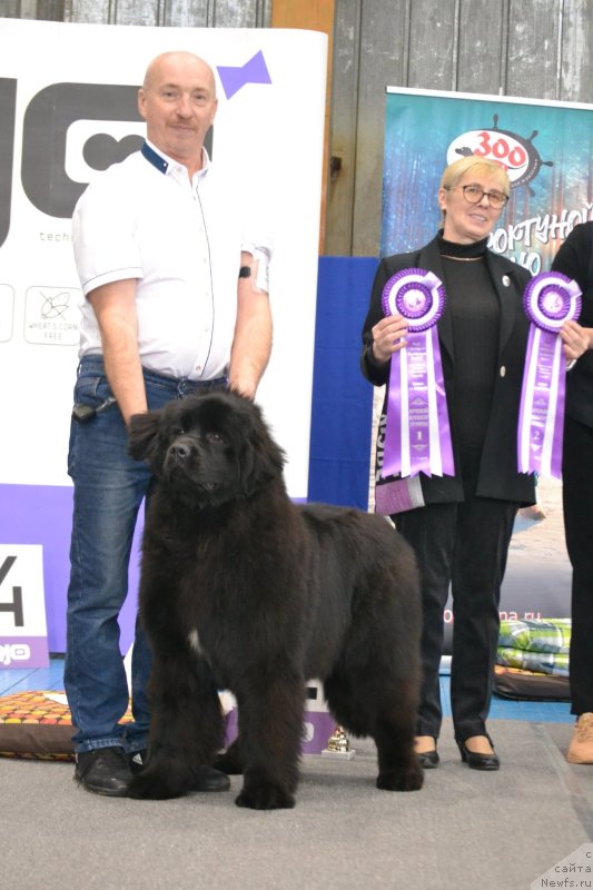 Фото: ньюфаундленд Акме оф Перфекцион (Acme of Perfection)