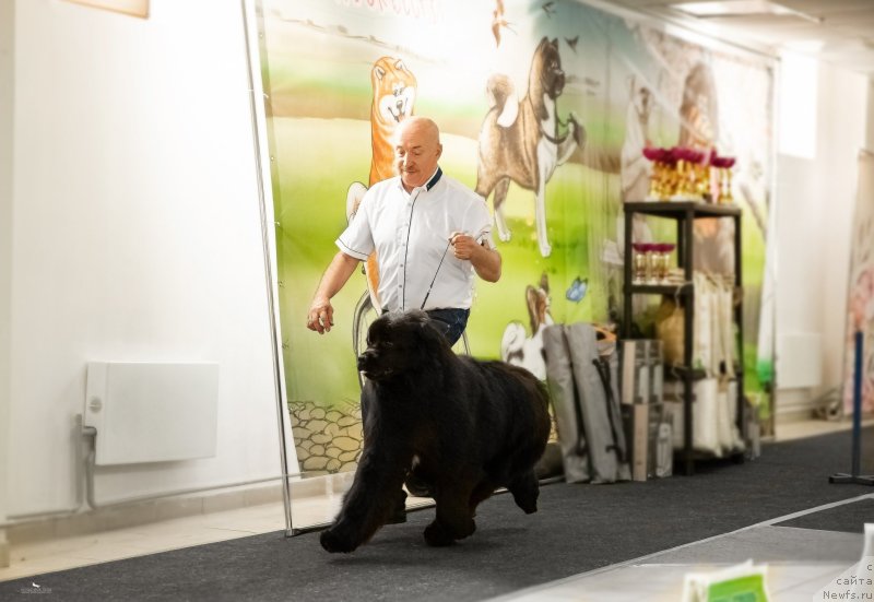 Фото: ньюфаундленд Акме оф Перфекцион (Acme of Perfection)