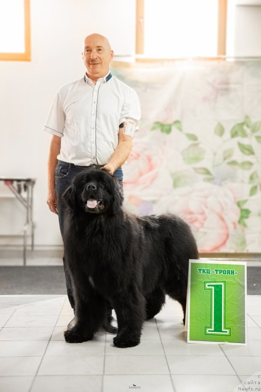 Фото: ньюфаундленд Акме оф Перфекцион (Acme of Perfection)