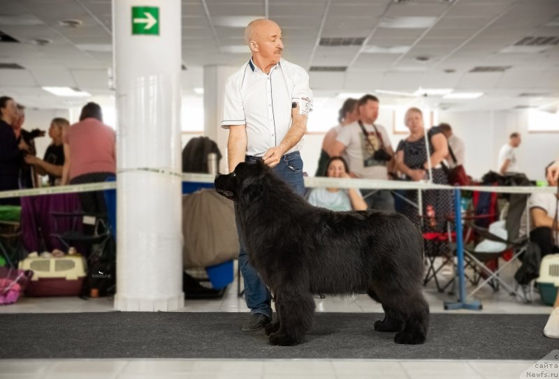 Фото: ньюфаундленд Акме оф Перфекцион (Acme of Perfection)