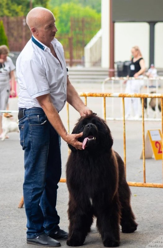 Фото: ньюфаундленд Акме оф Перфекцион (Acme of Perfection)