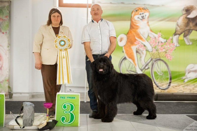 Фото: ньюфаундленд Акме оф Перфекцион (Acme of Perfection)