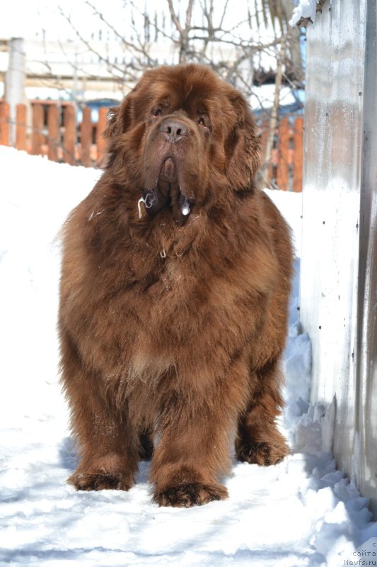 Фото: ньюфаундленд Собер-Оаш Никсон для Вятского Медведя