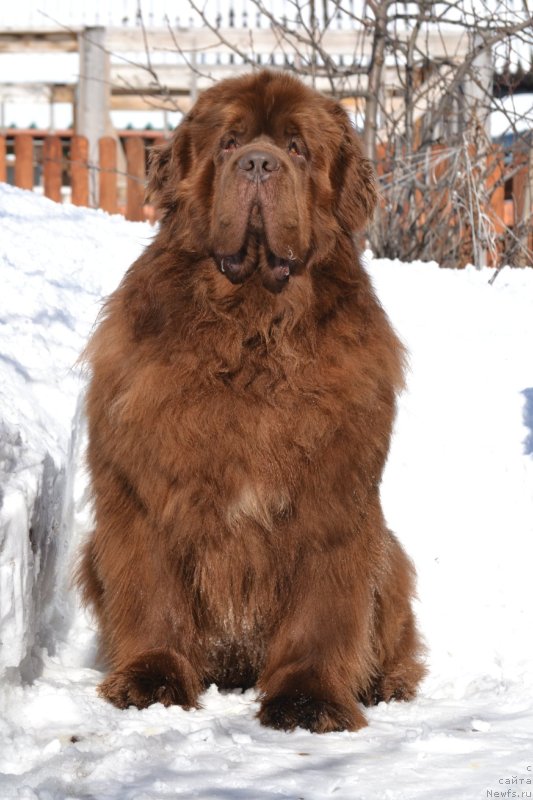 Фото: ньюфаундленд Собер-Оаш Никсон для Вятского Медведя