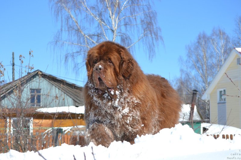 Фото: ньюфаундленд Собер-Оаш Никсон для Вятского Медведя
