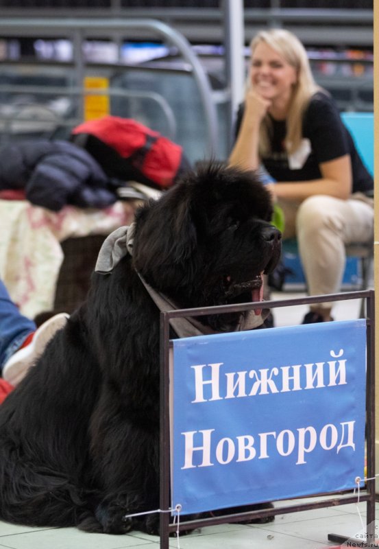 Фото: ньюфаундленд Даркфлайт Ю Май Лайф (Darkflight You My Life)