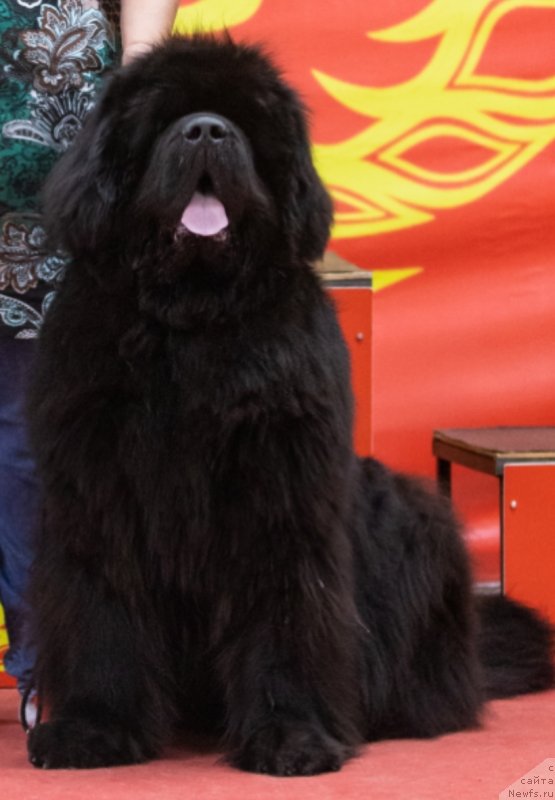 Фото: ньюфаундленд Даркфлайт Ю Май Лайф (Darkflight You My Life)