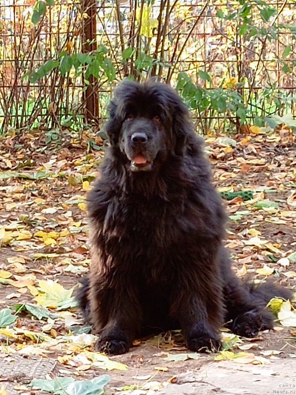 Фото: ньюфаундленд Эволюция из Антаграда