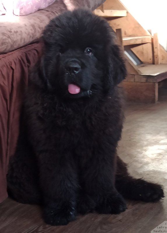 Фото: ньюфаундленд Сурский Гранд Джентельмен Удачи