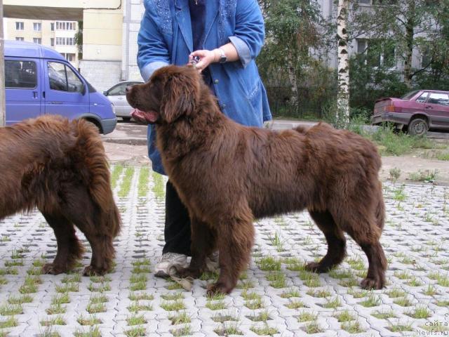 Фото: ньюфаундленд Фанньюф Госпожа Удача (Funnewf Gospozha Udacha)