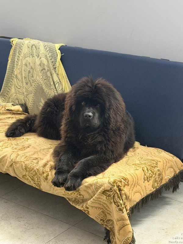 Фото: ньюфаундленд Шегги Шедоу А Сорта Фейритале (Shaggy Shadow A Sorta Fairytale)