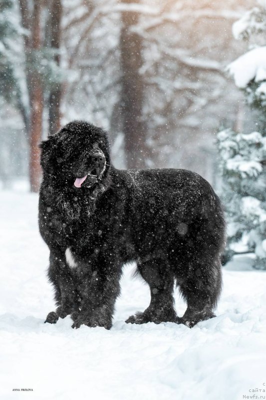 Фото: [d20505] Fortune Mistress Fate, ньюфаундленд Форчен Мистрэс Фейт (Fortune Mistress Fate)