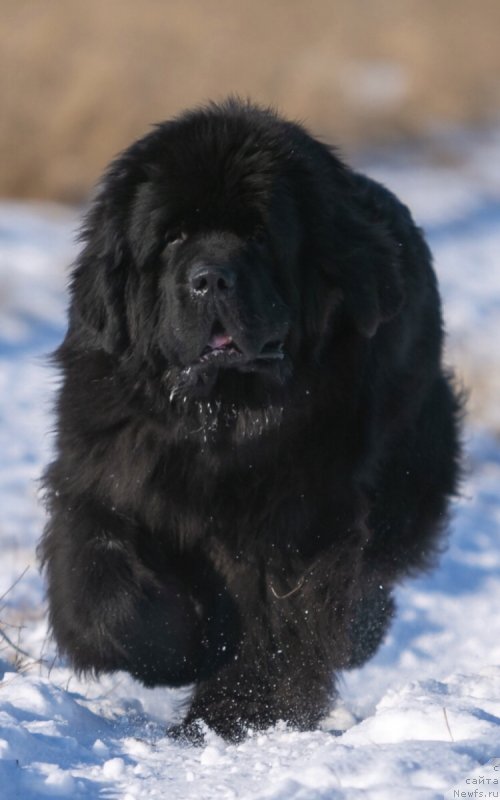 Фото: ньюфаундленд Дарк Найт (Dark Knigh)