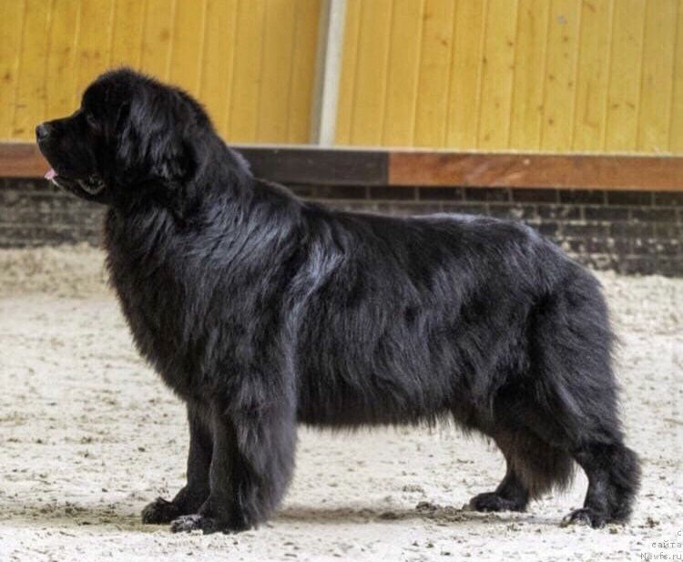 Фото: ньюфаундленд Ветреная Воспитанница из Дома Прозоровских (Vetrenya  Vospitannica iz Doma Prozarovskikh)