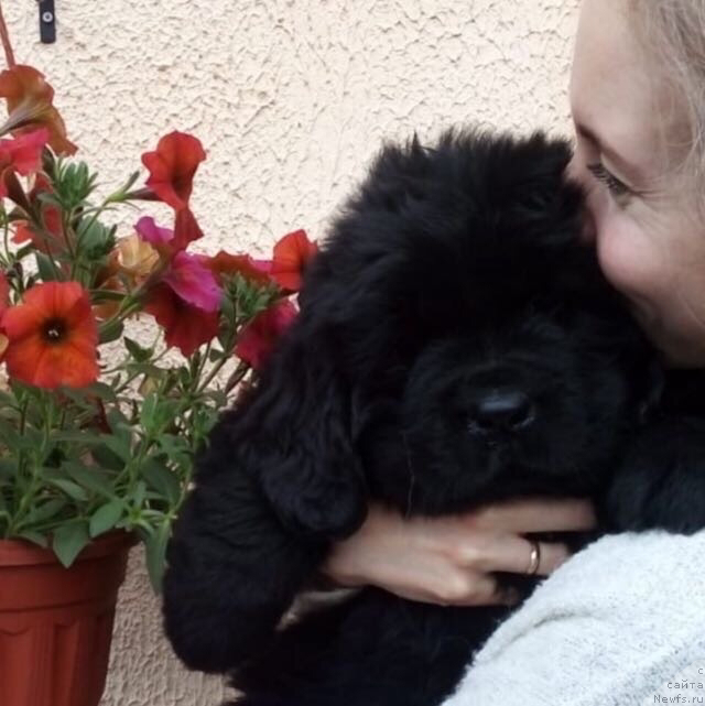 Фото: ньюфаундленд Глория Леди Удача (Gloria Ledi Udacha)