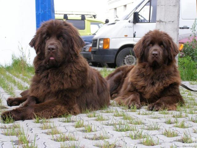 Фото: ньюфаундленд Фанньюф Госпожа Удача (Funnewf Gospozha Udacha), ньюфаундленд Смигар Ришель Леди Фортуна (Smigar Rishel Lady Fortuna)