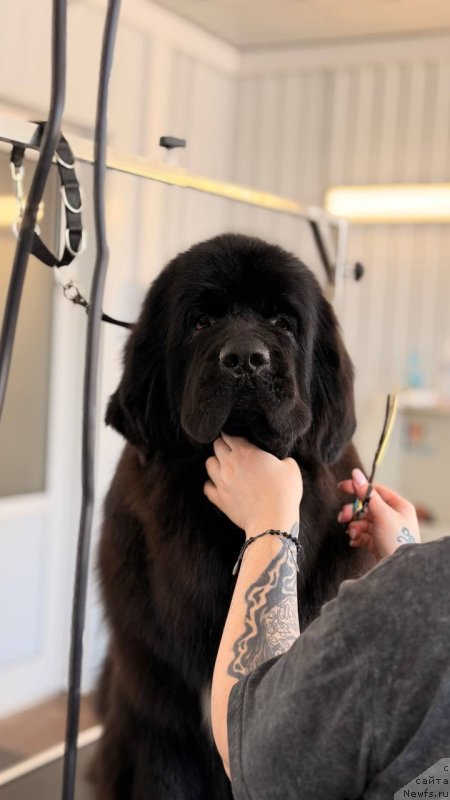 Фото: ньюфаундленд Форчен Мистрэс Фейт (Fortune Mistress Fate)