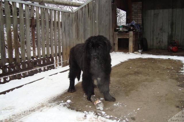 Фото: Бурашка, на прогулке