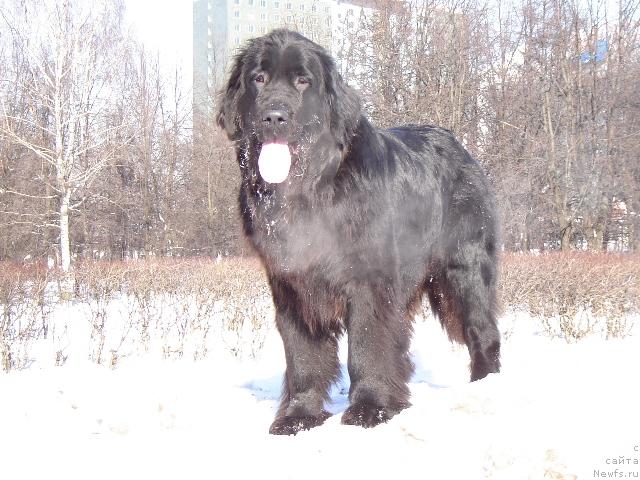 Фото: ньюфаундленд Сент Джонс Жаклин