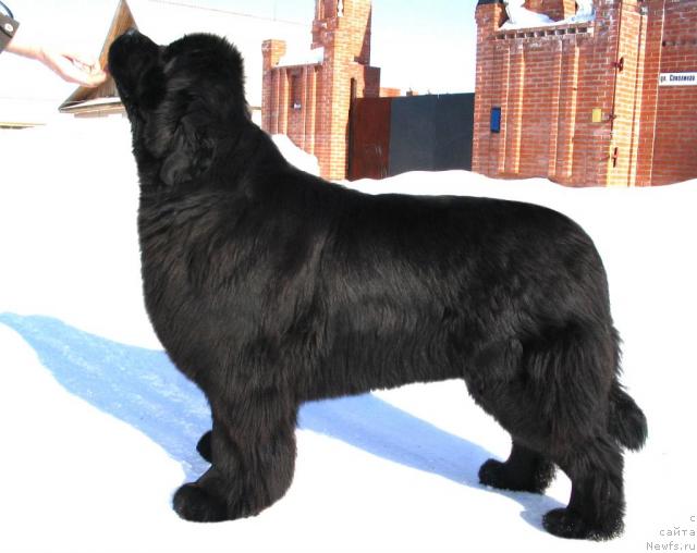 Фото: ньюфаундленд Виконтесса из Медвежьего Яра (Vikontessa iz Medvejyego Yara)