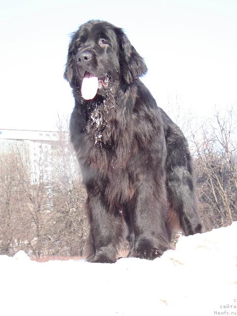 Фото: ньюфаундленд Сент Джонс Жаклин