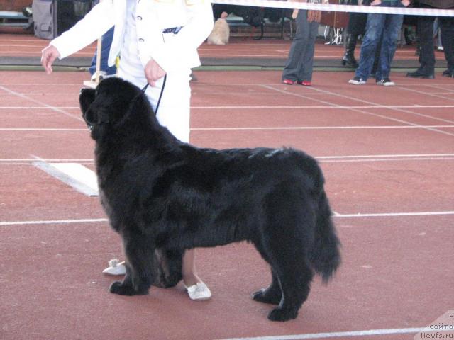 Фото: ньюфаундленд Оттава (Ottava), Катеринка Классен