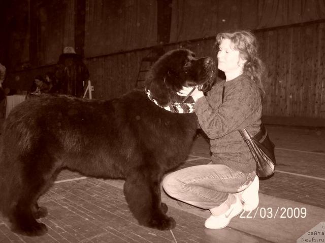 Фото: Ютанова Ангелина, ньюфаундленд Акватория Келвин Золотой Медведь (Aquatoriya Kelvin Zolotoy Medved)
