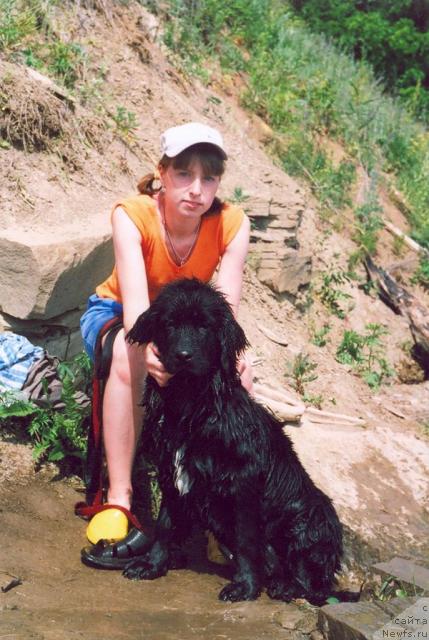 Фото: ньюфаундленд Супер Бизон Астория, Анна Князева