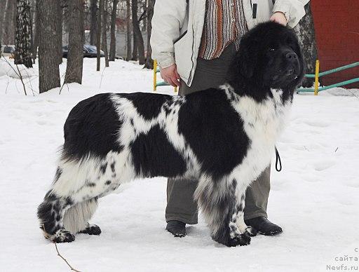 Фото: ньюфаундленд Плюшевая Панда Леди Гамильтон