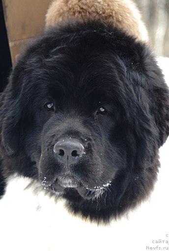 Фото: ньюфаундленд Плюшевая Панда Леди Гамильтон