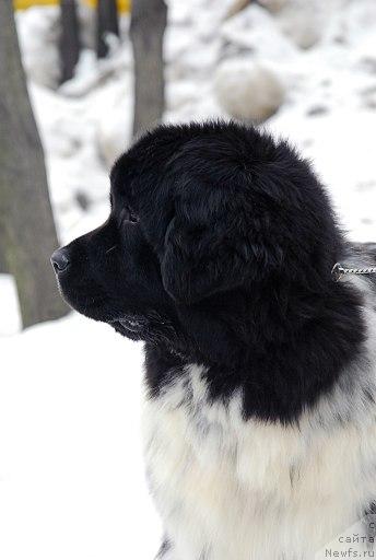 Фото: ньюфаундленд Плюшевая Панда Леди Гамильтон