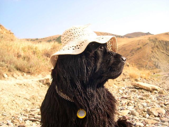 Фото: ньюфаундленд Амелия Блэк Оушен