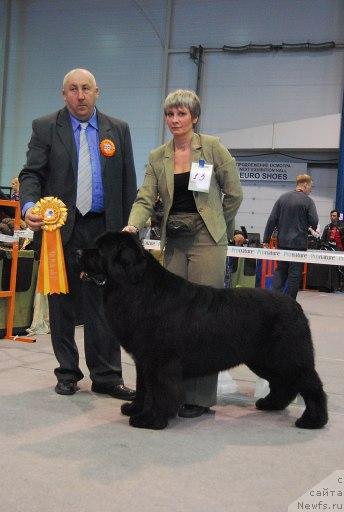 Фото: ньюфаундленд Фиаметтахауз Галахад Рыцарь Грааля (Fiamettahauz Galahat Rytsar' Graalia)