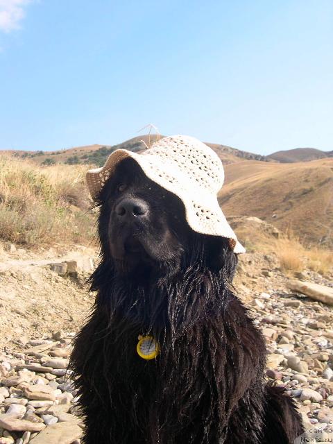 Фото: ньюфаундленд Амелия Блэк Оушен