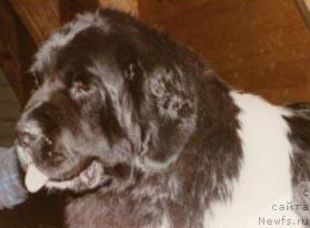 Фото: ньюфаундленд Amoradas Guardian Angel