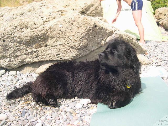 Фото: ньюфаундленд Амелия Блэк Оушен