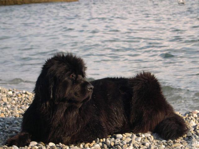 Фото: ньюфаундленд Амелия Блэк Оушен