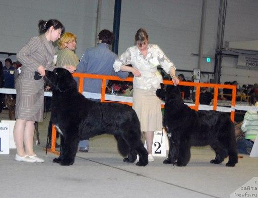 Фото: ньюфаундленд Сент Джонс Оскар (Sent Djons Oskar), ньюфаундленд Сент Джонс Жозефина (Sent Djons Zhozefina)