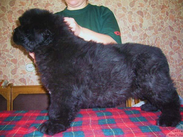 Фото: ньюфаундленд Супер Бизон Грегори Грег