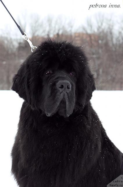 Фото: ньюфаундленд Жолли Вандерфулл из Медвежьего Яра (Zholli Wonderfull iz Medvejyego Yara)