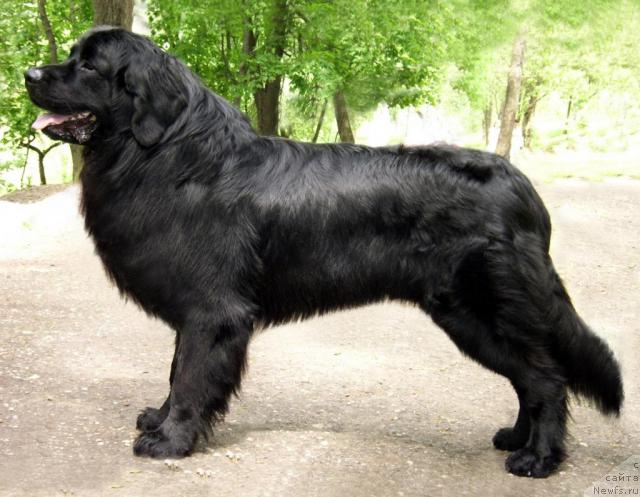 Фото: ньюфаундленд Тьен Бо