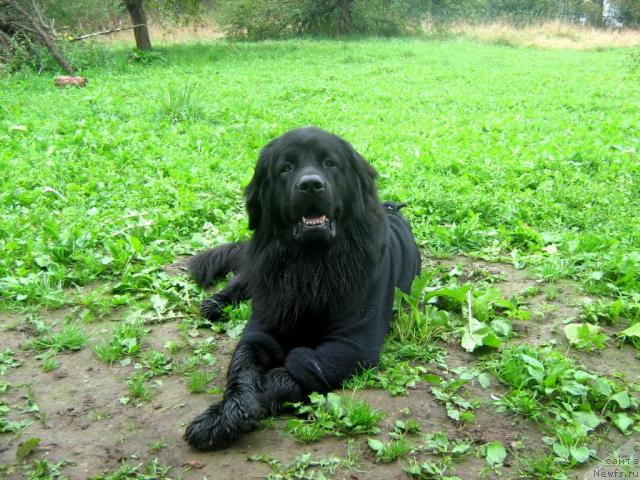 Фото: ньюфаундленд Тьен Бо