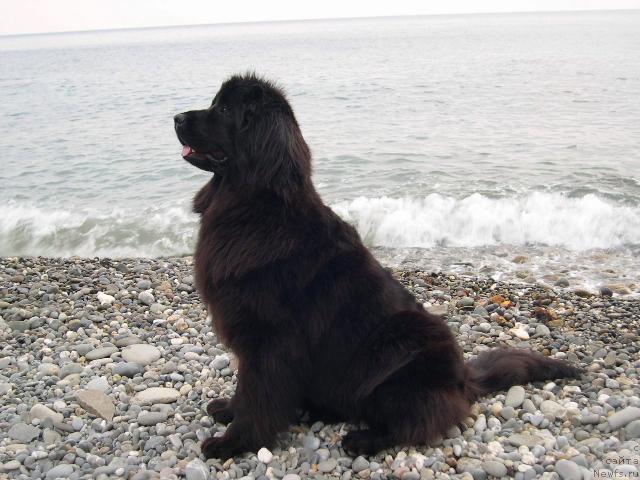 Фото: ньюфаундленд Амелия Блэк Оушен