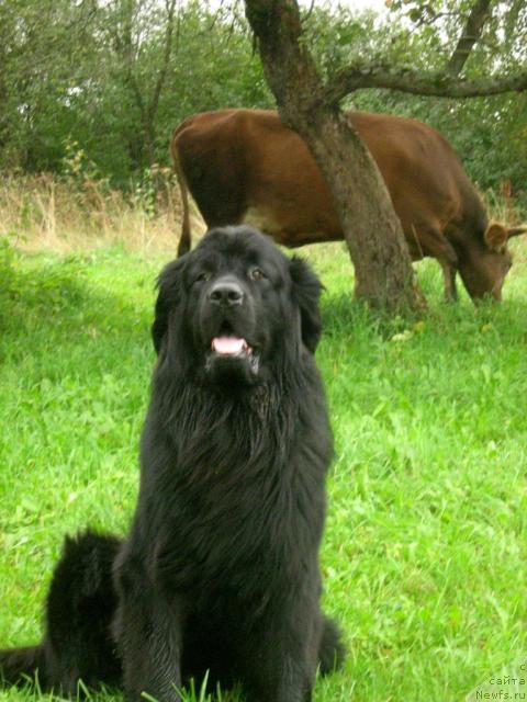 Фото: ньюфаундленд Тьен Бо