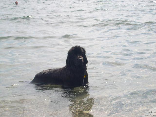 Фото: ньюфаундленд Амелия Блэк Оушен